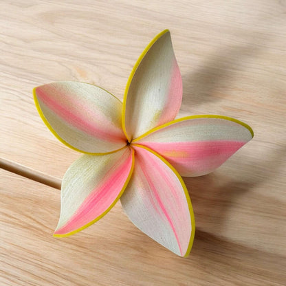 Frangipani - MEDIUM Size FF401-1