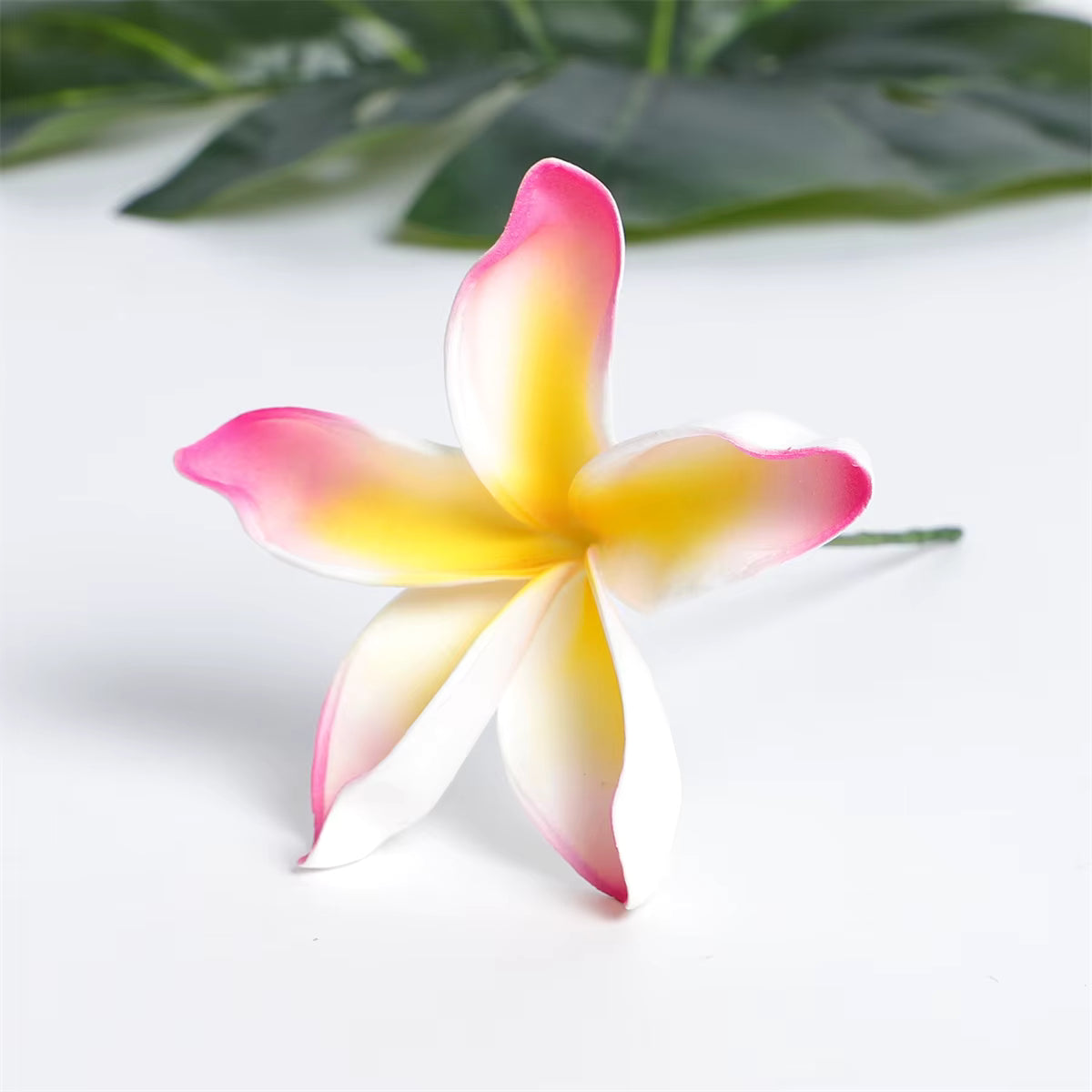 SEIANI PLUMERIA