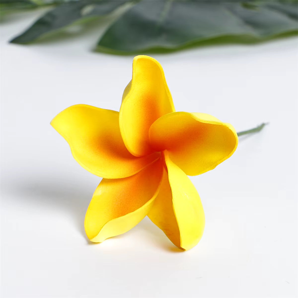 SEIANI PLUMERIA