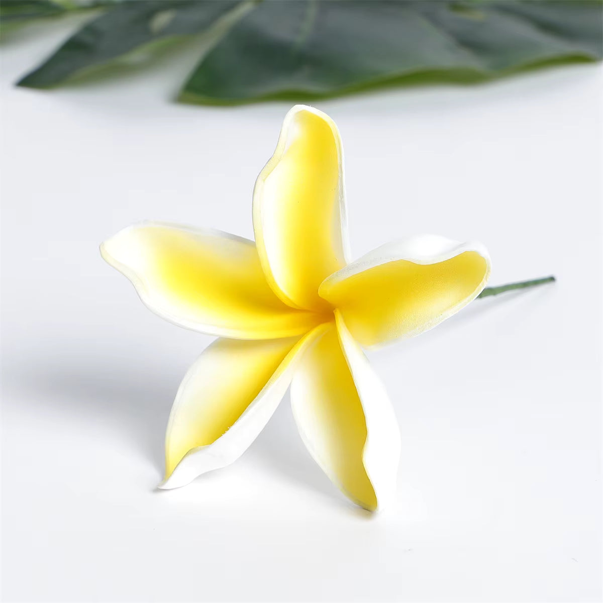 Seiani Plumeria