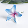 SEIANI PLUMERIA