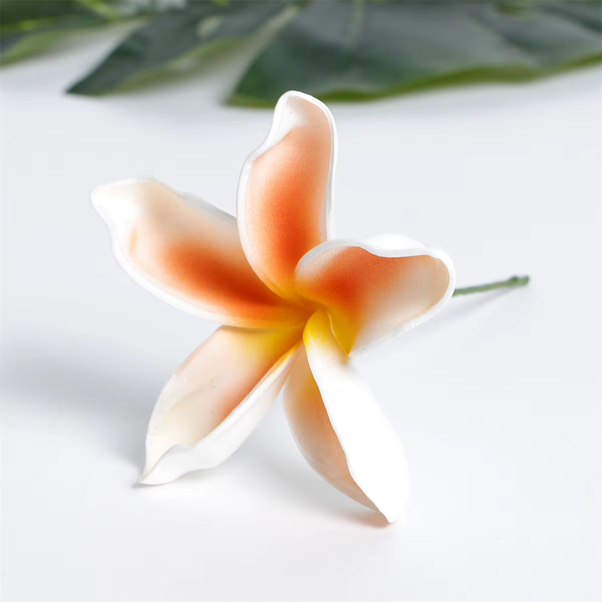SEIANI PLUMERIA